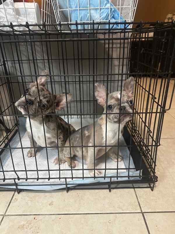 Frenchies French bulldogs 