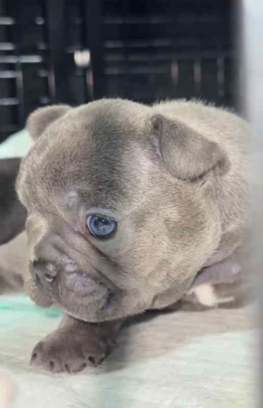 WTT / Frenchie Pups 