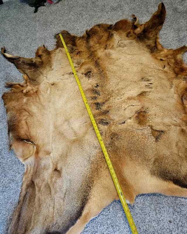 63 x 56 Tanned Elk 