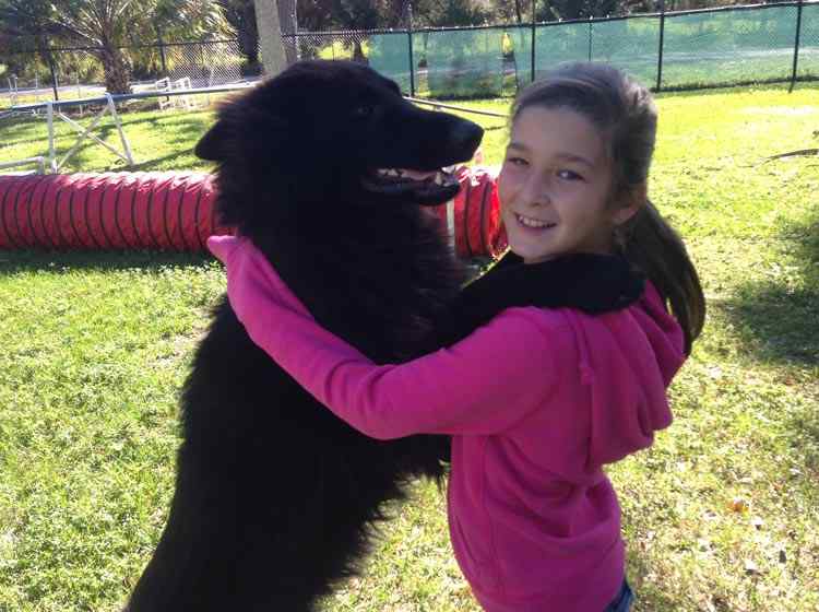 Trade top German shepherd pups 