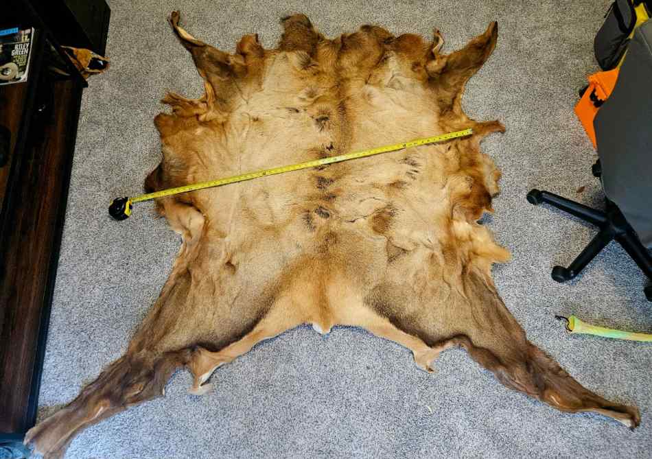 63 x 56 Tanned Elk 