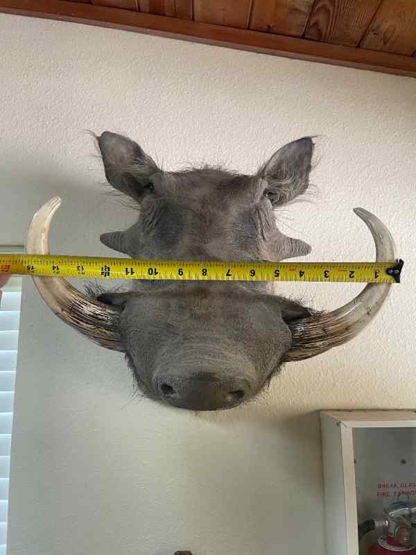 African warthog