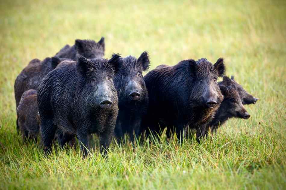 Looking for Land to hunt hogs $$$